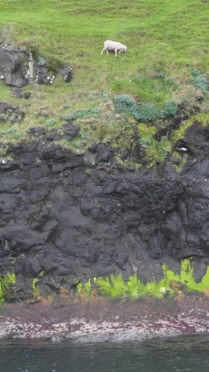 Il arrive que des moutons tombent à l'eau et se noient, celui la s'aventure peut être un peu proche de la falaise