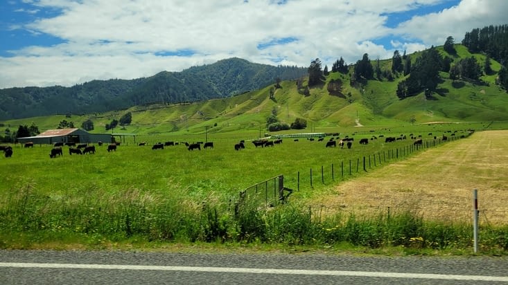 L’élevage est toujours présent