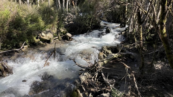 … Une forêt luxuriante, traversée de torrents vifs et agités.