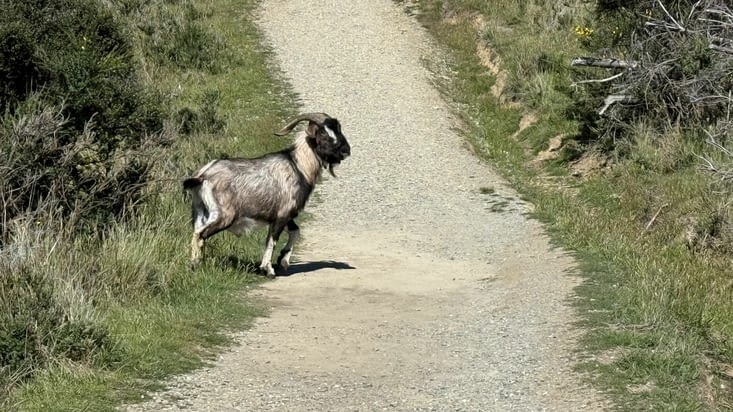 Des sentinelles montent la garde sur la descente …
