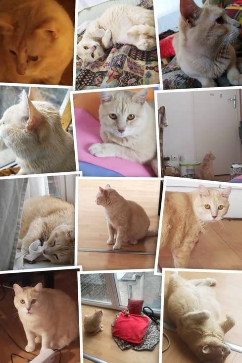 De Lille à l’Ile de France