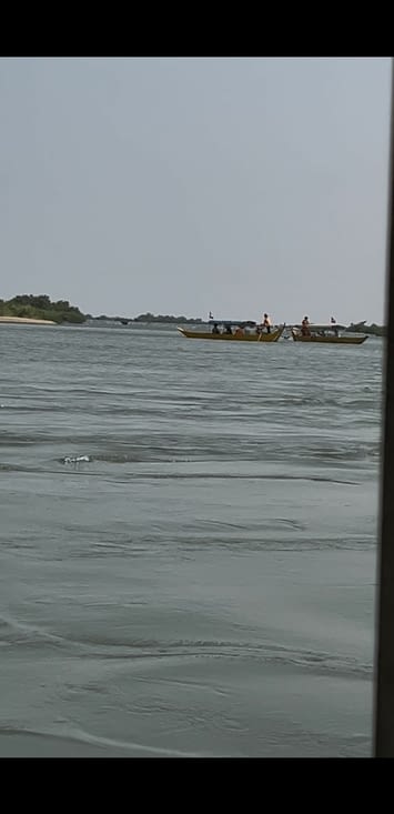 Il y avait du monde à attendre les dauphins