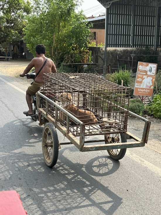 Sur la route, un homme promène son chien