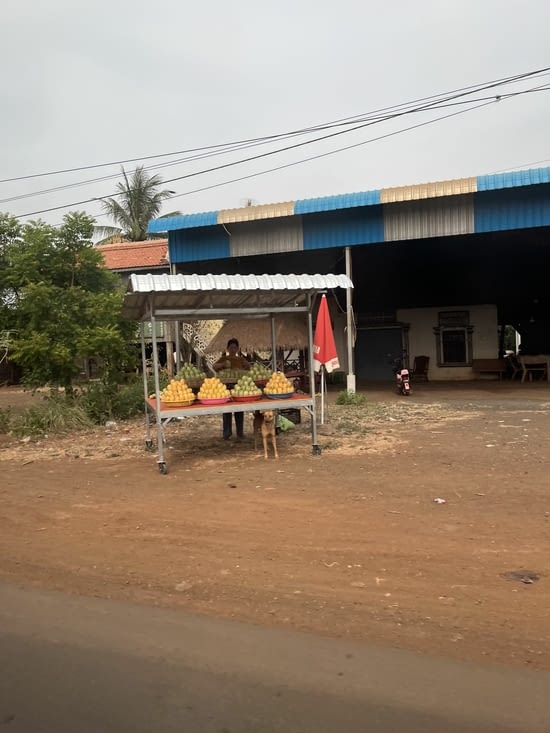 Mangues. Chien vigilant