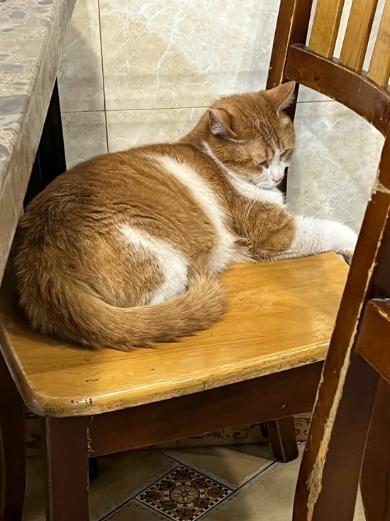 Chat du restaurant