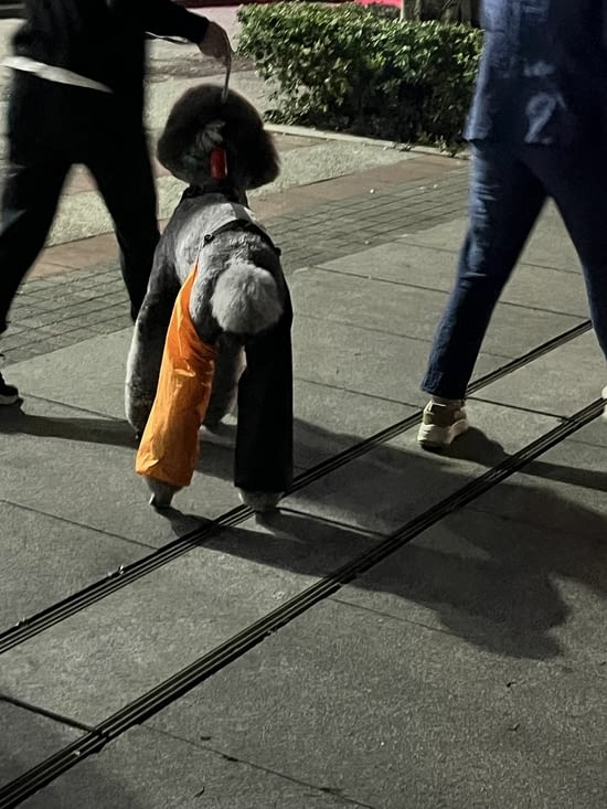 Les chiens ont du style