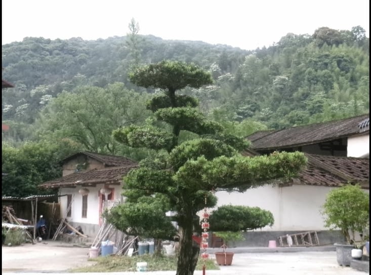 Arbre dans la cour d’un oncle