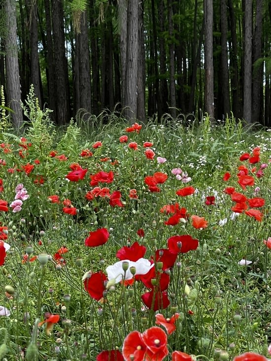 Gongqing Forest Park