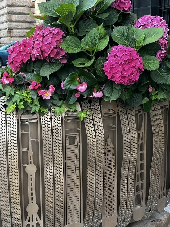 Hortensia Hydrangea macrophylla