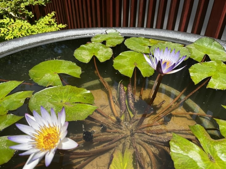 Lotus