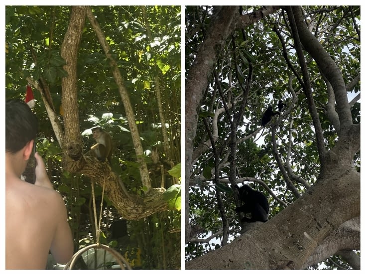 Spot the monkeys…