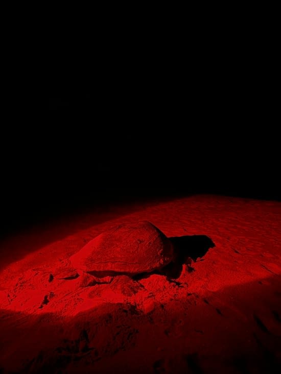 Tortue verte de retour vers l’Océan