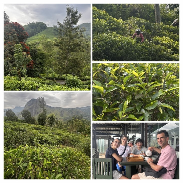Tea fields
