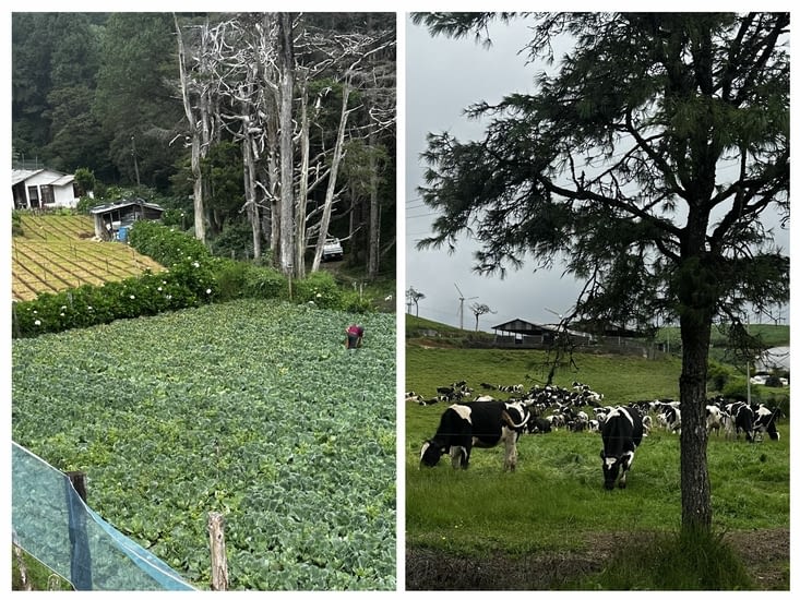 Vaches et choux