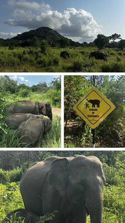 Éléphants
