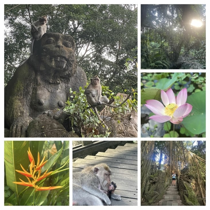 Monkey Forest