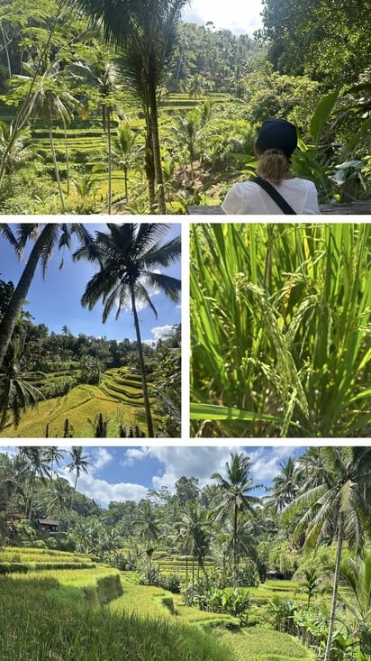 Rizières