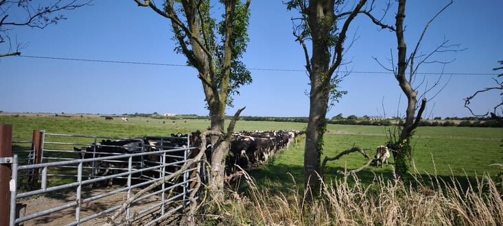 Le coup des vaches toutes bien rangées derrière la barrière m'a bien fait sourire
