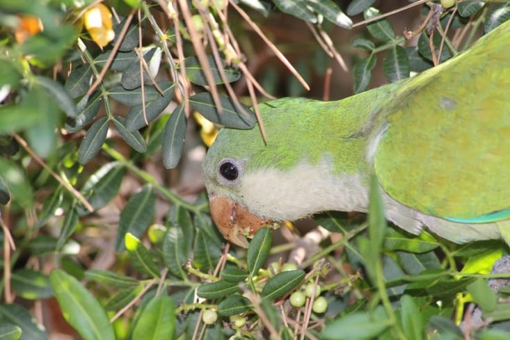Dans le parc Güell nous avons assisté au repas d'une perruche.