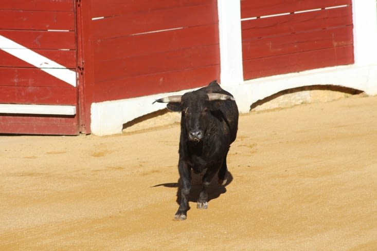 El toro