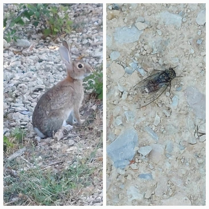 Des animaux