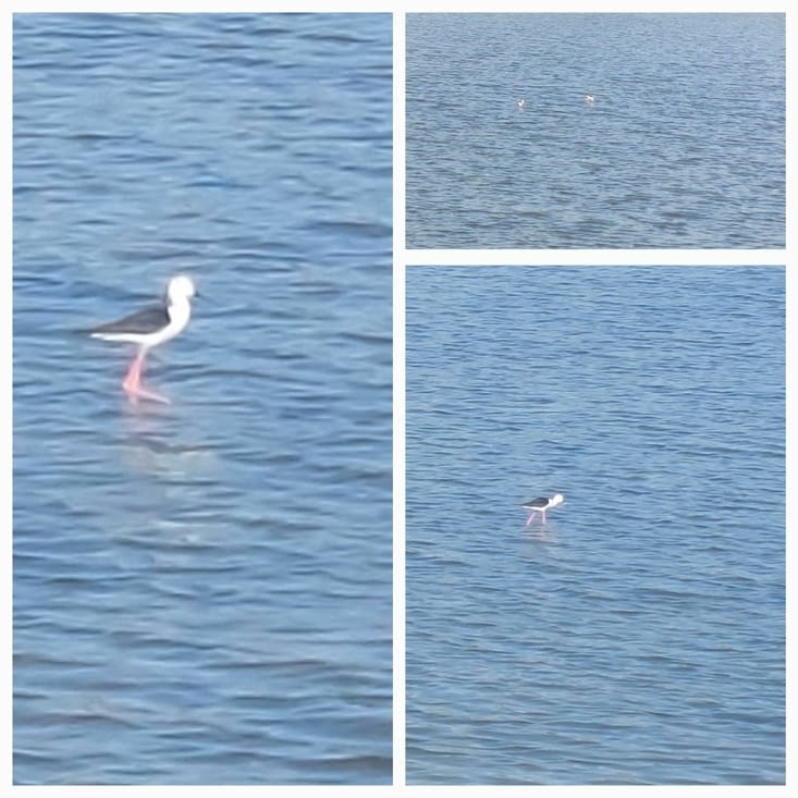 Sur la route, des échasses blanches concertantes.