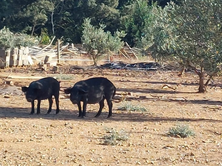 Les cochons noirs.