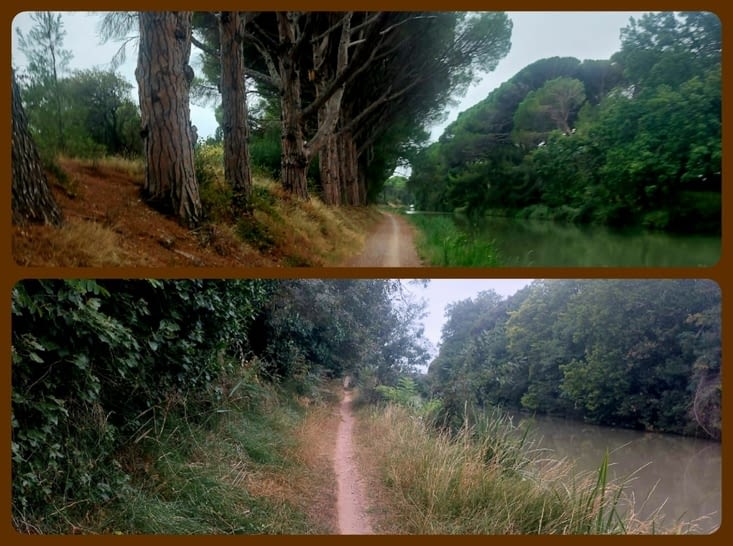 Des chemins. Il y a plus de pins que de platanes au bord du canal du Midi.