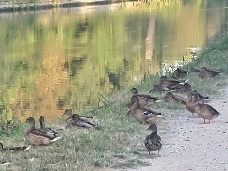 Les colverts.
