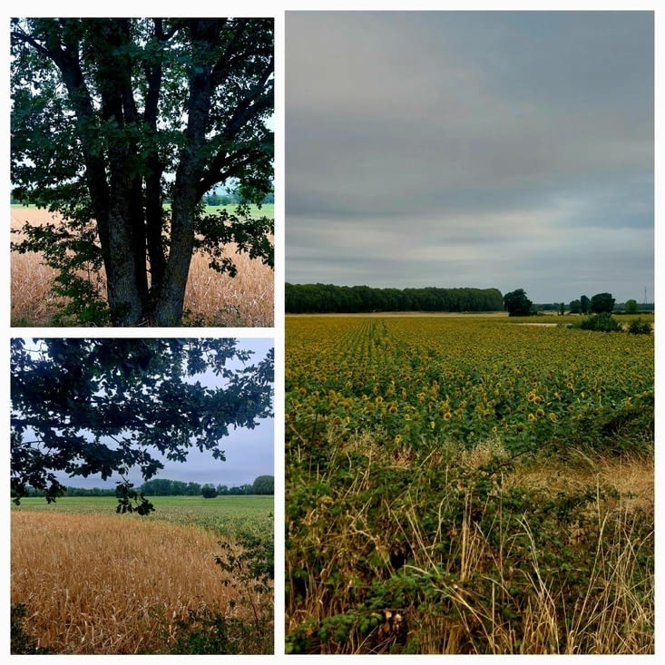 Quand on voyage vers l'ouest, on se trouve face aux tournesols.