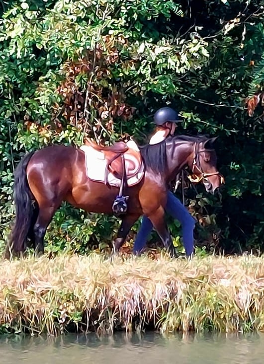 Le cheval.