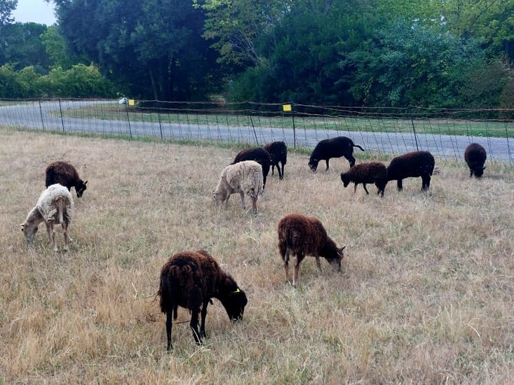 Les moutons du camping de Montech.
