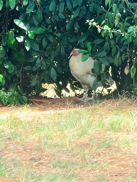 Bianca (la poule blanche)