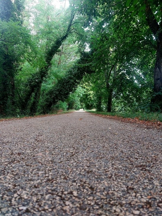 Chemin ombragé... Oui.