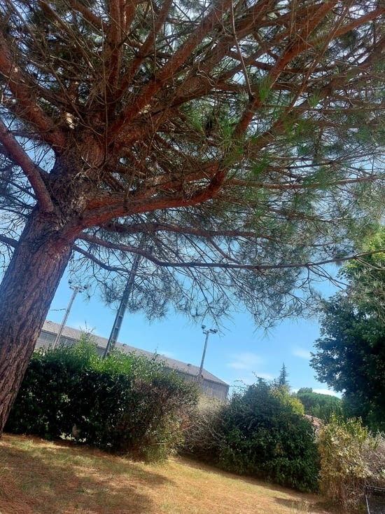 Le merle.