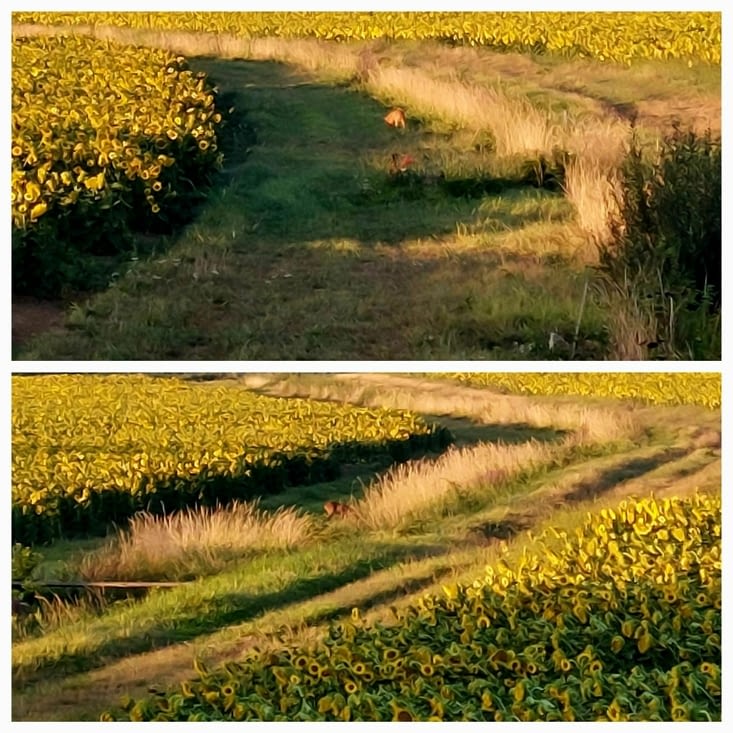 Le chevreuil.