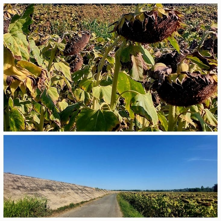 Tournesols. Tournesols dans paysage.