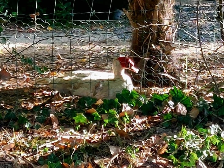 Un canard de ferme (comme peut en témoigner le grillage).
