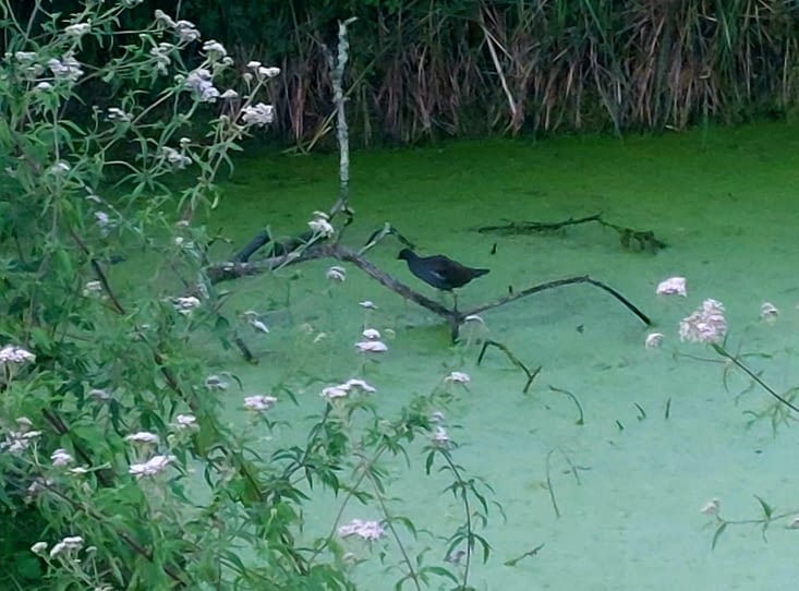 Une poule d'eau au-dessus d'une mare de lentilles