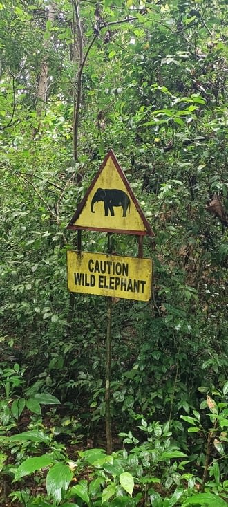 Caution Wild Elephant