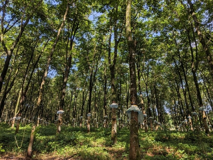 Plantations d’hévéas