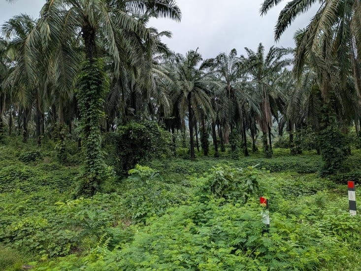 en route vers les Cascades d’Athirapally