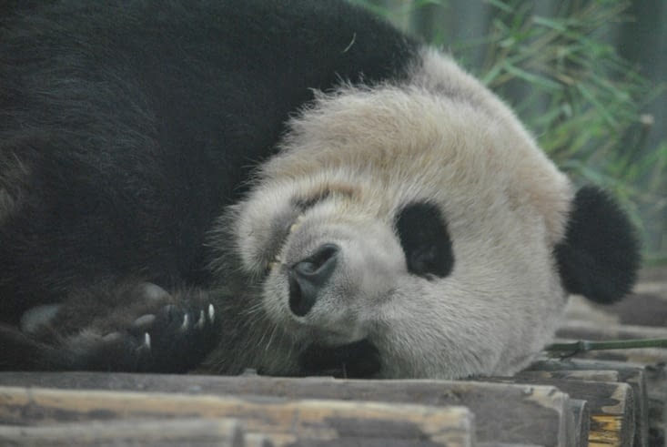 Panda geant