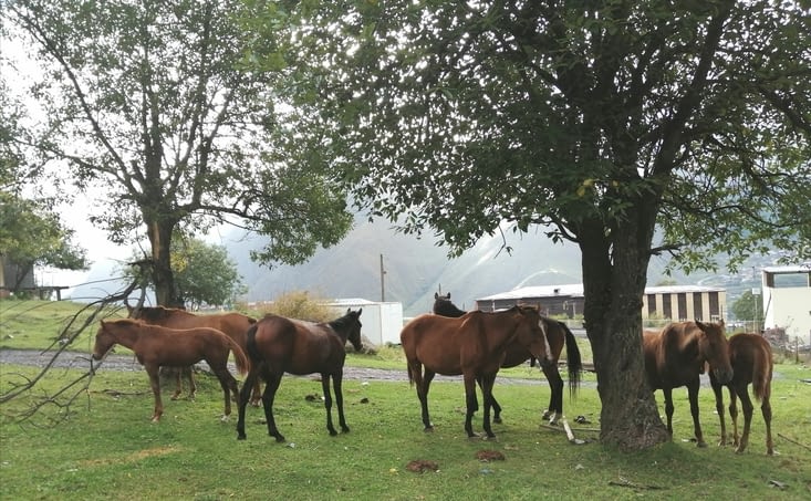 Pratiquement dans le village, en liberté