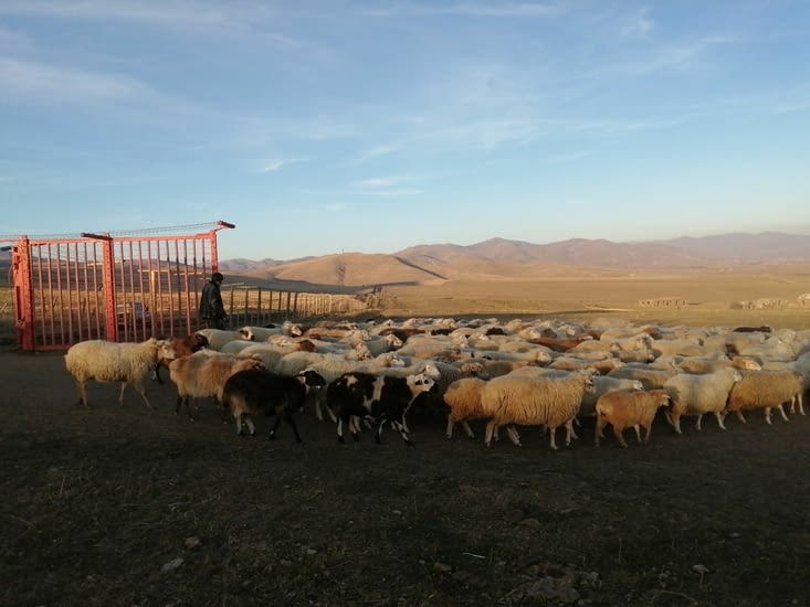 Le retour des moutons