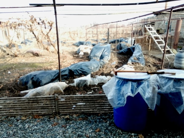 Les pieds de vigne hibernent