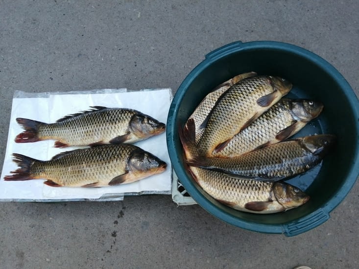Les poissons du lac Sevan, je n'en n'ai pas achetés