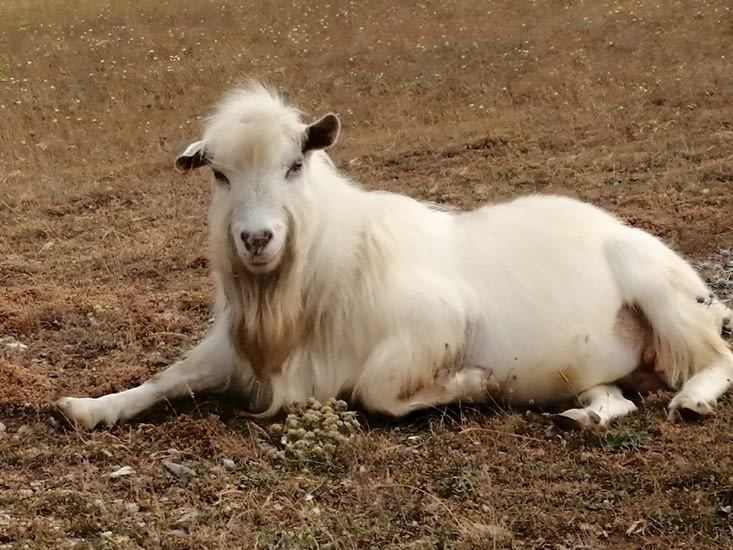 Fuego la star du troupeau prend la pose.