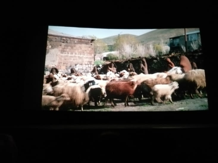 Des moutons sur grand ecran
