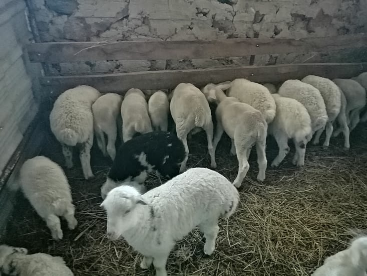 Les petits agneaux sont bien au chaud.